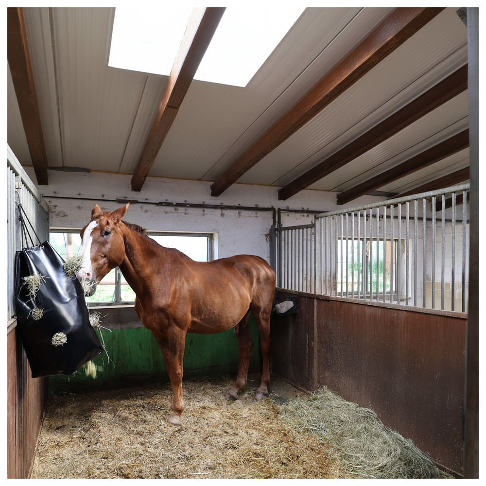 Tasche, Handtasche, Pferd, Säugetier, Colt Horse